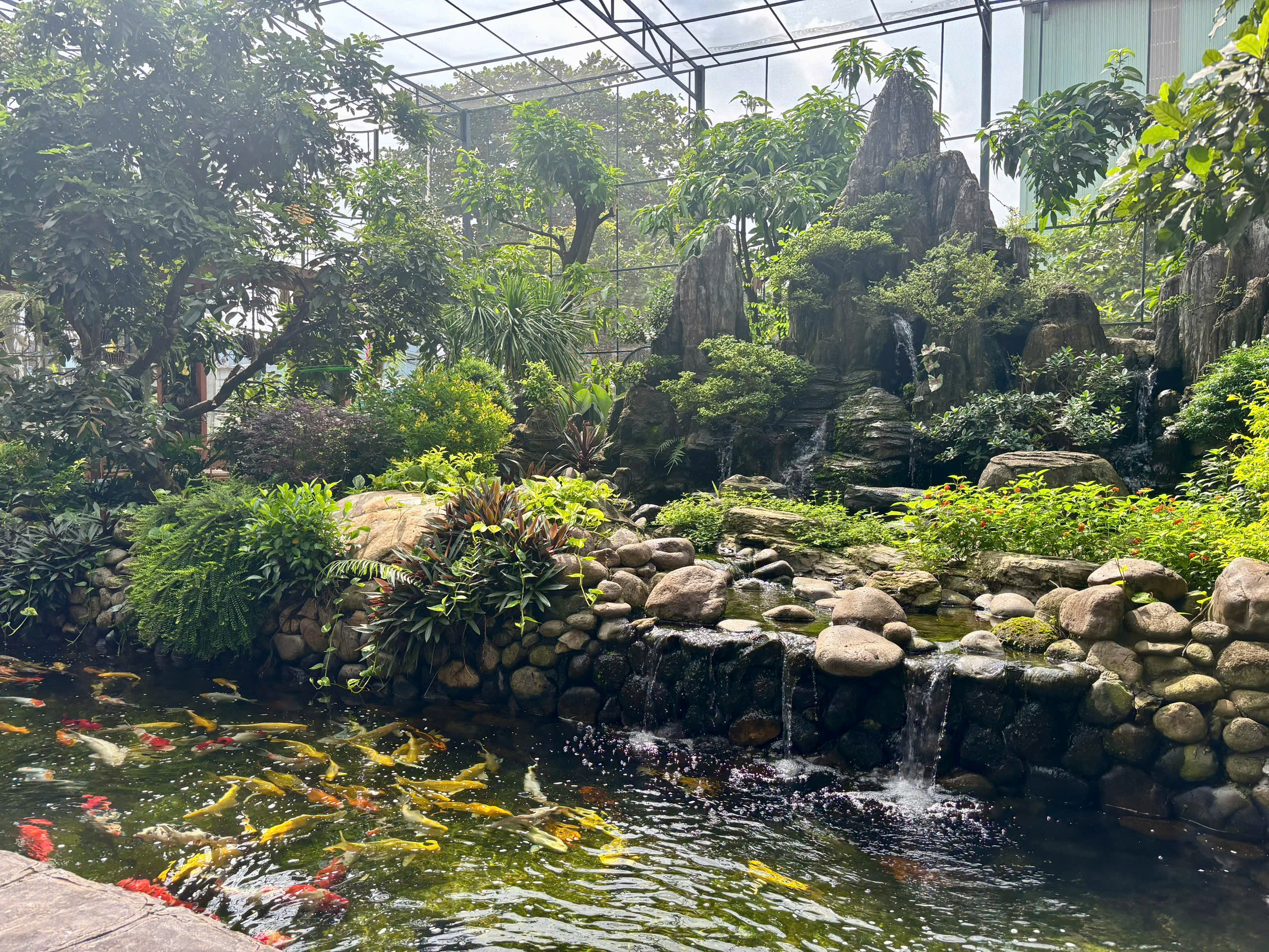 Koi fish pond and refreshing greenery inside the Aviary area